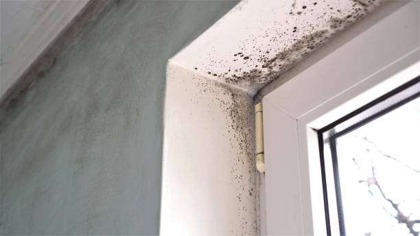Best Mold Remediation for Specific Building Types in Houserville, PA
