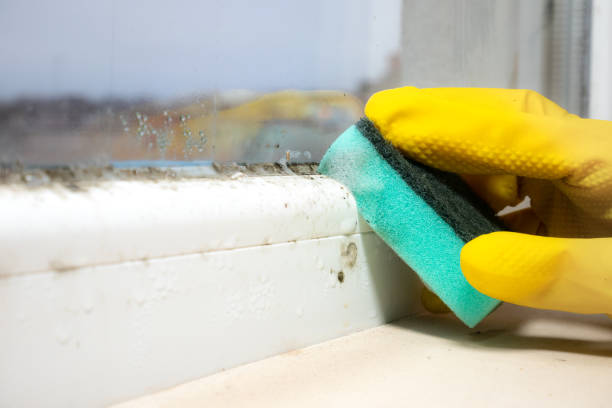 Best Health and Safety Mold Remediation in Houserville, PA