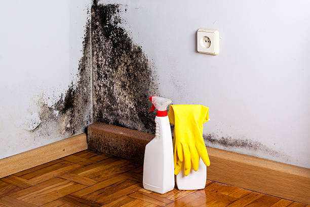 Best Preventive Mold Services in Houserville, PA